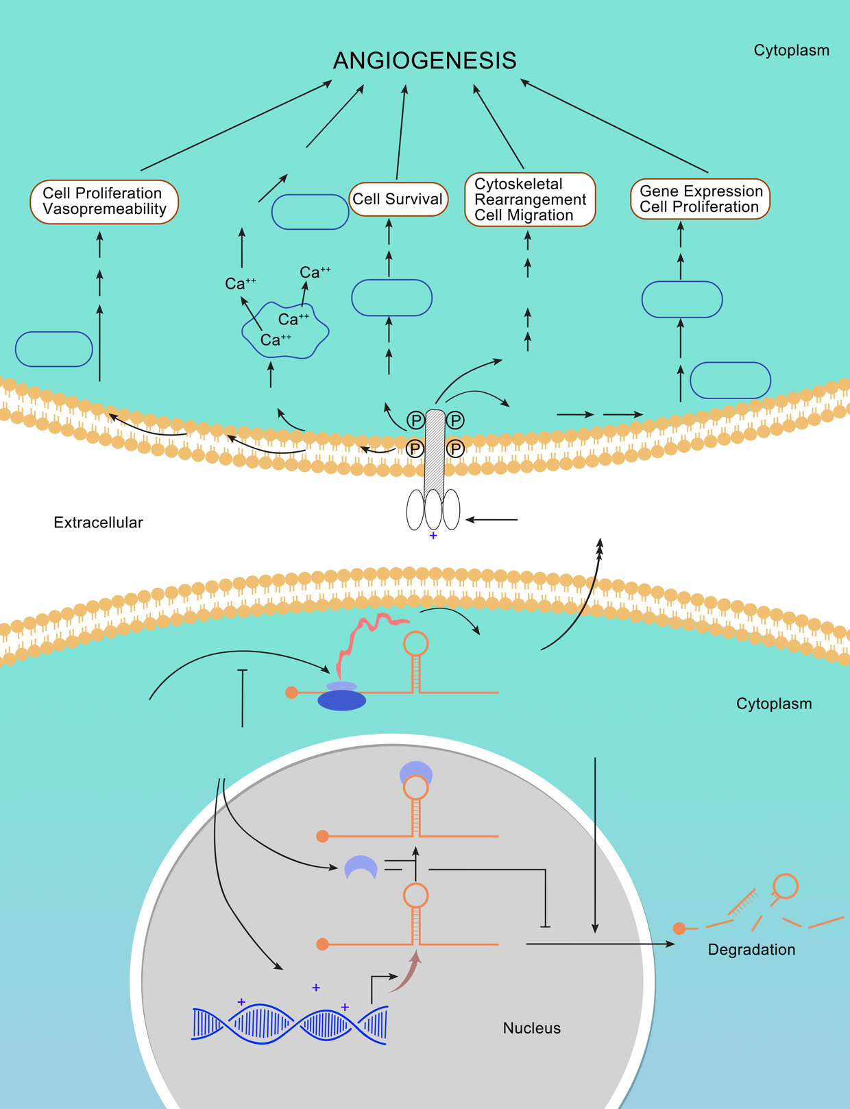 vegf signaling pathway